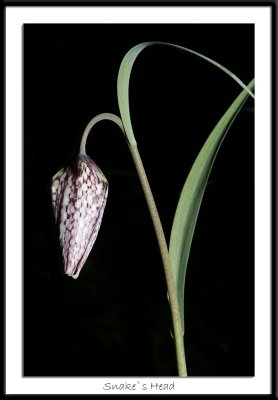 Snake`s Head Fritillary