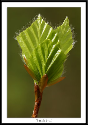 Beech Bud