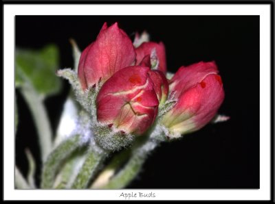 Apple buds