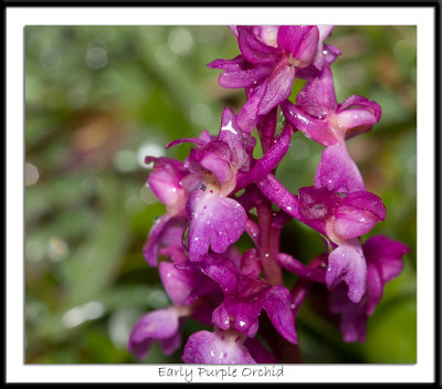 Early Purple Orchid