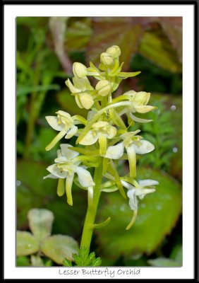 Lesser Butterfly Orchid