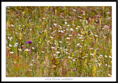 A wild flower meadow