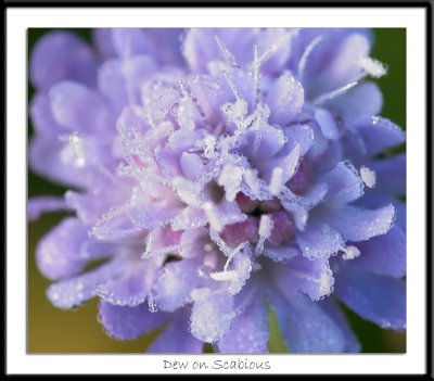 Dew on Scabious