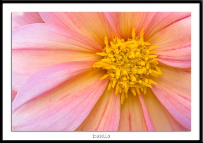 dahlia