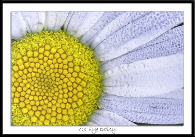 Ox Eye Daisy