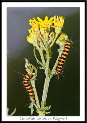 Cinnabar Caterpillars on Ragwort