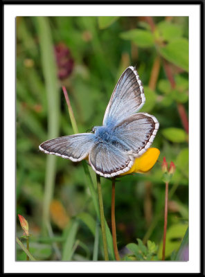 Chalkhill Blue