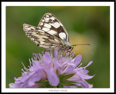 Marbled White