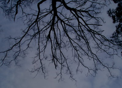 Abstract Tree