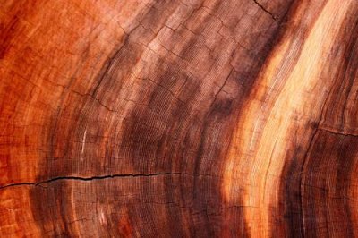 tree rings