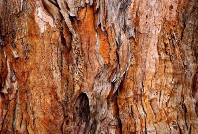 eucalyptus bark