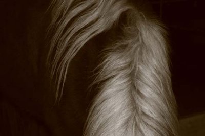 horse's mane
