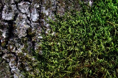  moss