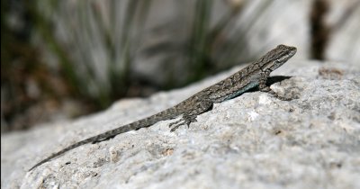 Guadalupe lizard