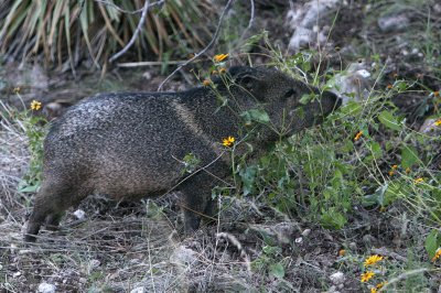 Javelina, Guadalupe Mts.