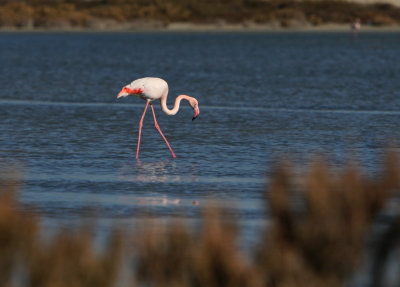 Flamingo, Larnaka