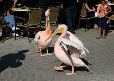 Pelicans, Paphos