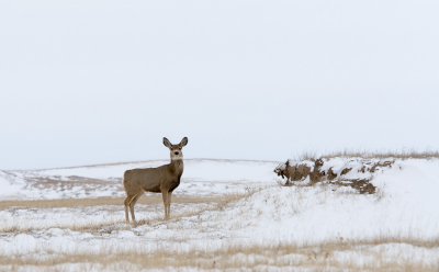 Mule Deer, Badlands NP, South Dakota