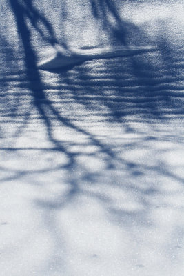 Shadows on  Snow