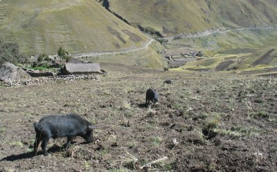 Pigs in Patacancha