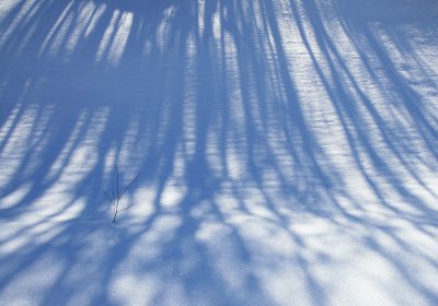 Shadows on  Snow