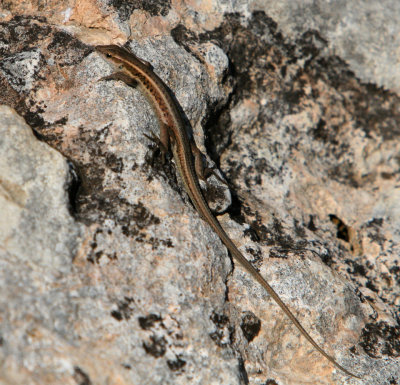 Avakas Gorge Lizard