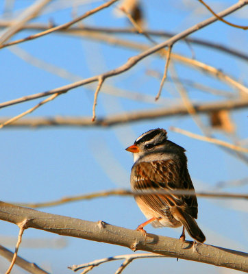 An Inconvenient Twig