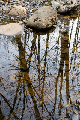 Trees Reveal Rocks