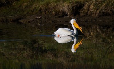 Pelican, Grand Teton