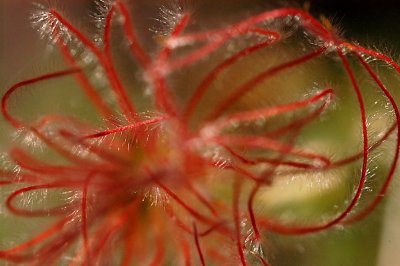 tsankawi flora