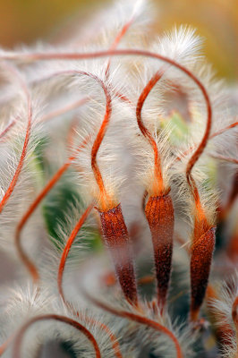 tsankawi flora