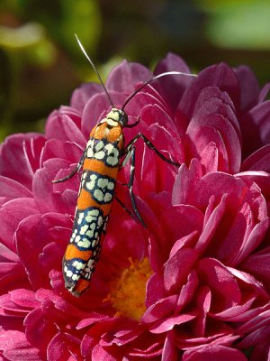 Ailanthus webworm moth, Atteva punctella