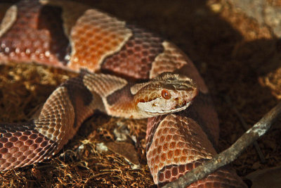 Copperhead