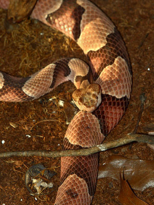 Copperhead