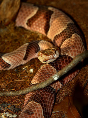 Copperhead