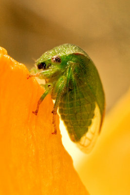 Three-cornered Alfalfa Hopper