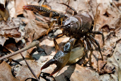 Crayfish