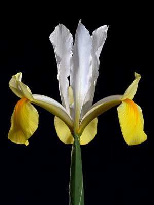 Dutch Iris - Yellow and White