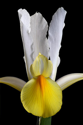 Dutch Iris - Yellow and White