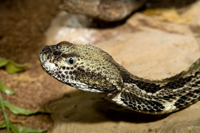 Canebrake Rattlesnake