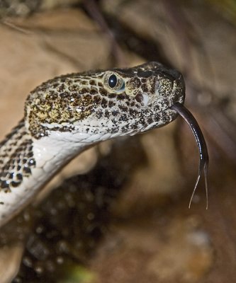 Canebrake Rattlesnake