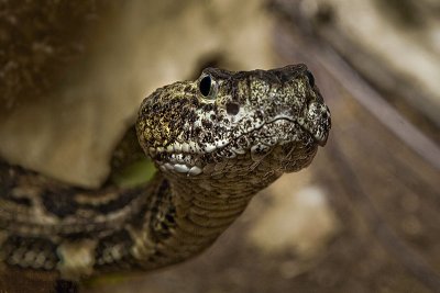 Canebrake Rattlesnake