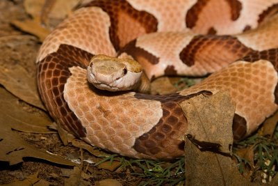 Copperhead