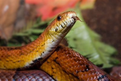 Cornsnake