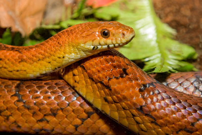 Cornsnake