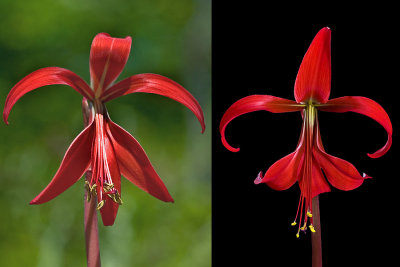 Sprekelia formoisissima