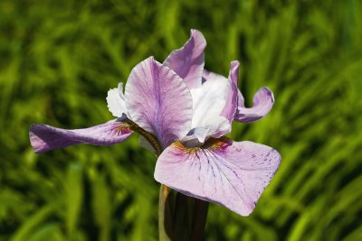 Siberian Iris - Lavender