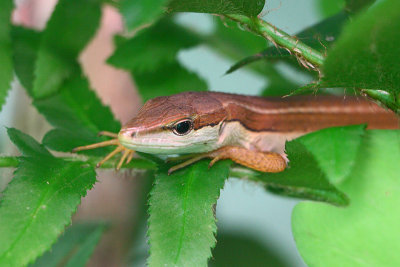 Long Tailed Grass Lizzard - Takydromus sexlineatus (female)