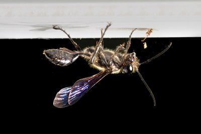 Wasp and Window