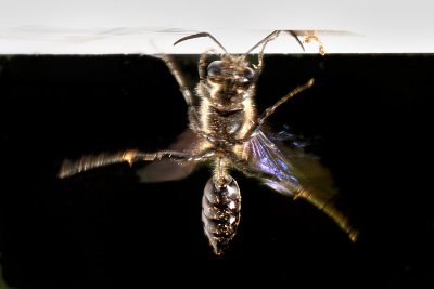 Wasp snags debris with foot